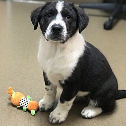 Photo of Griffin: adoption pending!