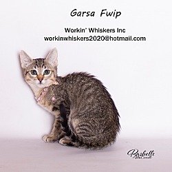 Thumbnail photo of GARSA FWIP #1