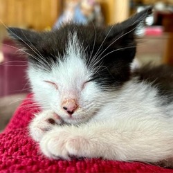 Thumbnail photo of Tux litter 4 - Rocky #3