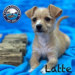 Thumbnail photo of Latte #4