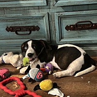 adopt a pet