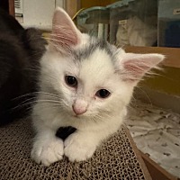 adopt a pet