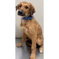 adopt-pet