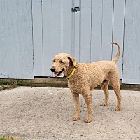 adopt-pet