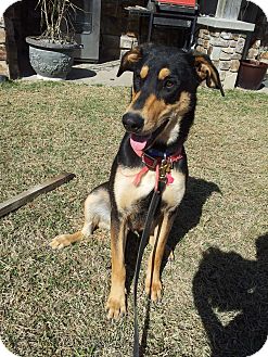 Doberman and best sale shepherd mix