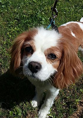 king charles adoption