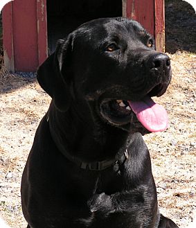 Rigaud Qc Cane Corso Meet Caesar A Pet For Adoption