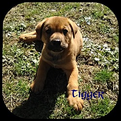 Thumbnail photo of Tigger #3