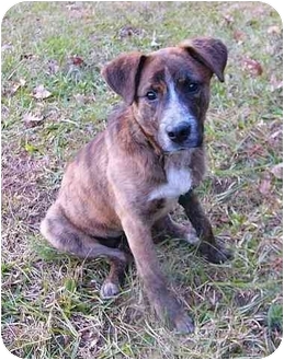 boxer dutch shepherd mix