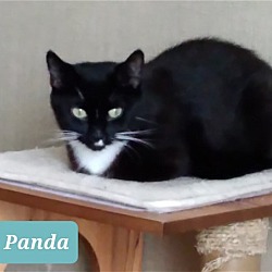 Photo of PANDA