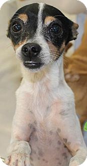 toy fox terrier rat terrier mix