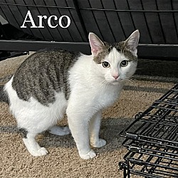 Thumbnail photo of Arco (24-207) #2