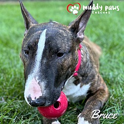 Thumbnail photo of Bruce #1