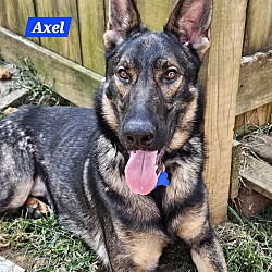 Thumbnail photo of Axel #1