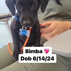 Thumbnail photo of Bimba #2