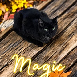 Thumbnail photo of Magic #1