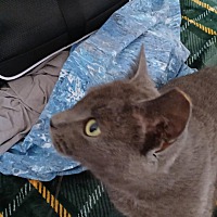 adopt a pet