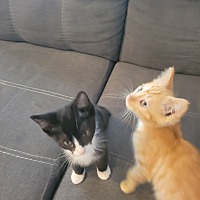 adopt a pet