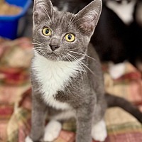 adopt a pet