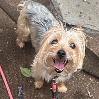 adopt a pet