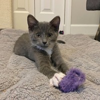 adopt-pet