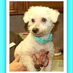 Thumbnail photo of Adopted!!Henry - IL #3