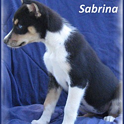 Thumbnail photo of Sabrina #2
