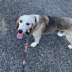Thumbnail photo of Buford Beagle #2