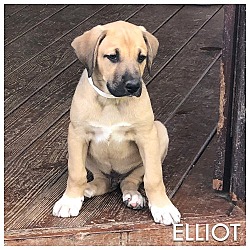 Photo of Elliot
