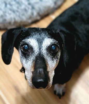 Greensboro, NC - Dachshund. Meet Ernie a Pet for Adoption - AdoptaPet.com