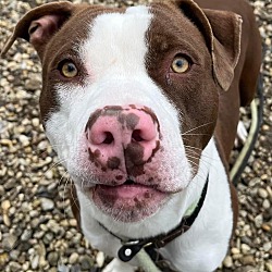 Photo of Dozer