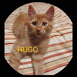 Photo of Hugo
