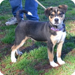 entlebucher mountain dog mix