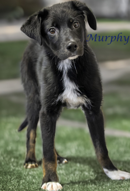 Thumbnail photo of Murphy (D24-020) #2