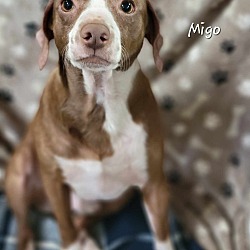 Thumbnail photo of Migo #4