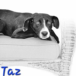 Thumbnail photo of Taz #2