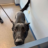 adopt a pet