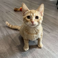 adopt-pet