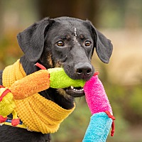 adopt a pet