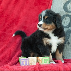 Photo of Bernese Mountain Dog puppy