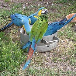 Thumbnail photo of B&G Macaw #1