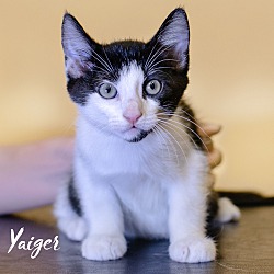 Thumbnail photo of Yaiger #2