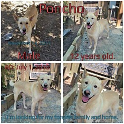 Photo of Poncho