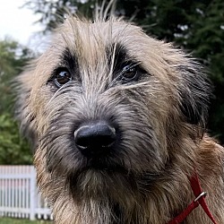 Irish wolfhound store wheaten terrier mix