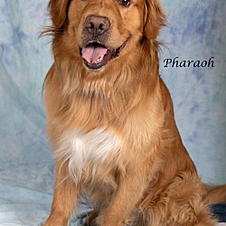 Thumbnail photo of Pharaoh #3