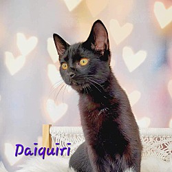 Thumbnail photo of Daiquiri #4