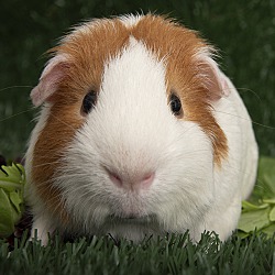 Thumbnail photo of Snoop Pig #4