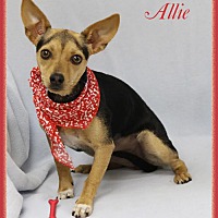 adopt a pet