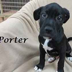 Thumbnail photo of Porter #2
