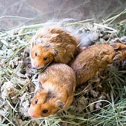 Thumbnail photo of Syrian Hamsters #3